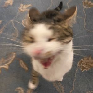 Meet your Posher, Ayah